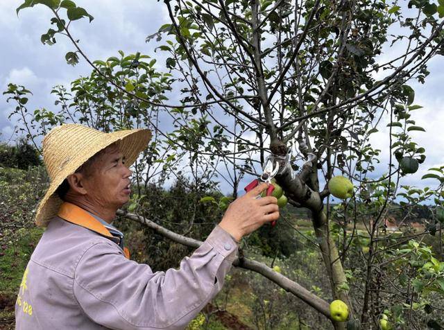发展苹果产业致富增收 富民果农古从贤用行动书写励志故事